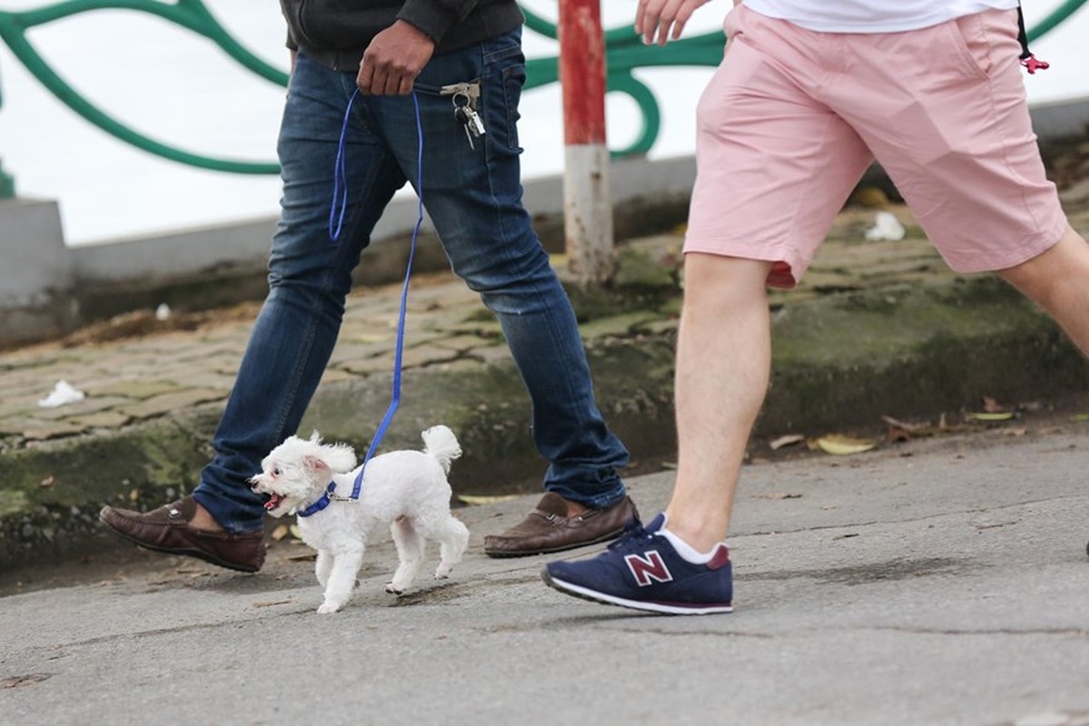 Ha Noi: Cho van duoc tha rong bat chap nhieu tai nan chet nguoi-Hinh-12