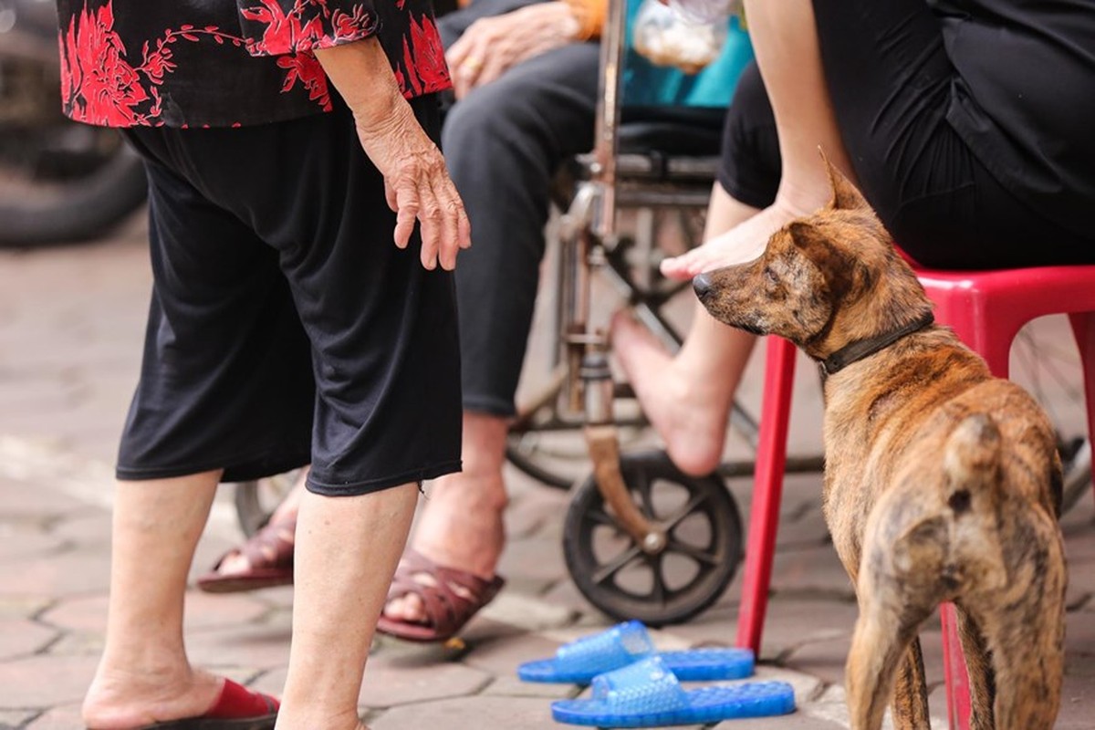 Ha Noi: Cho van duoc tha rong bat chap nhieu tai nan chet nguoi-Hinh-6