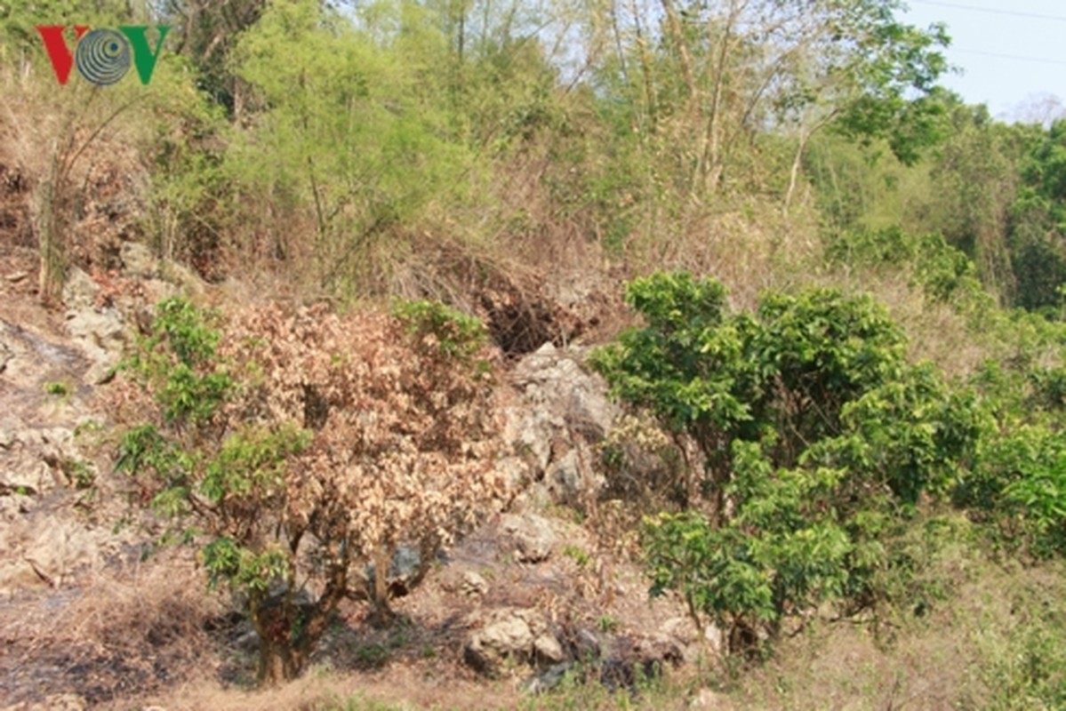 Son La nang nong ky luc, cuoc song cua nguoi dan bi dao lon-Hinh-9