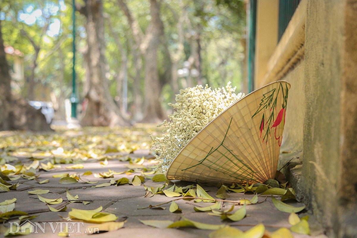 Anh: Mua la sau nhuom vang tren con duong lang man nhat Ha Noi-Hinh-8