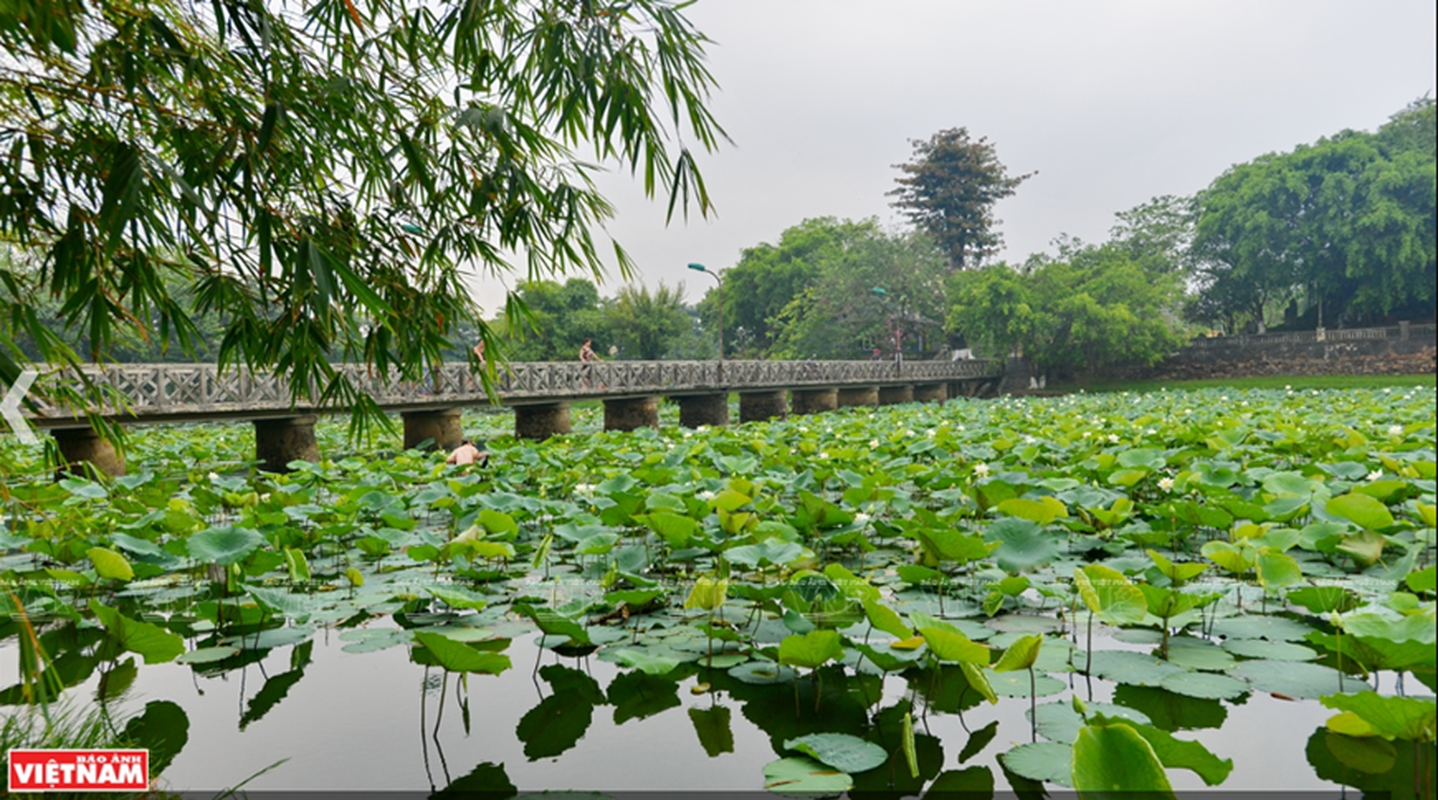 Sen Hue diu dang khoe sac, toa huong thom xoa diu nang He-Hinh-4