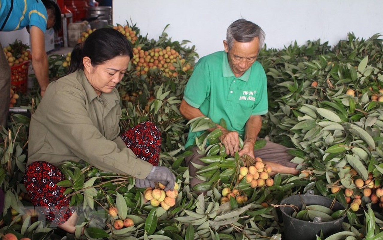 Tin vui cho nguoi nong dan: Vai Phuc Hoa dau mua cua Bac Giang duoc gia-Hinh-3