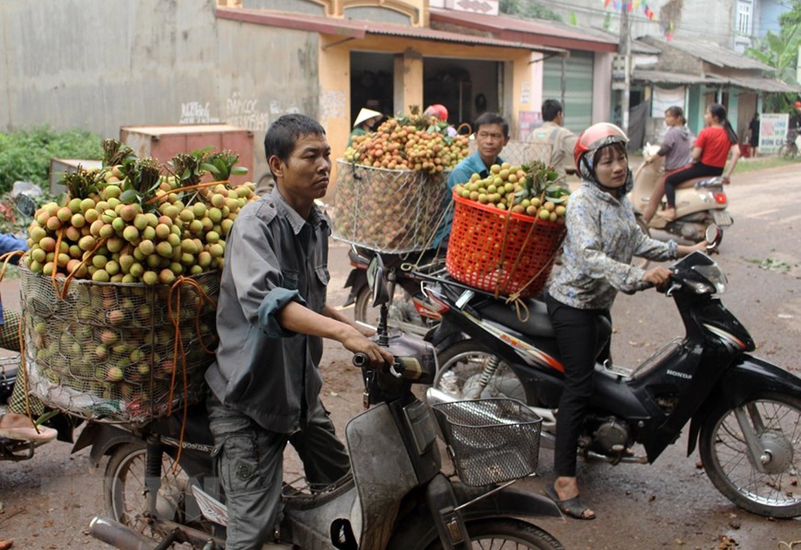 Tin vui cho nguoi nong dan: Vai Phuc Hoa dau mua cua Bac Giang duoc gia-Hinh-4