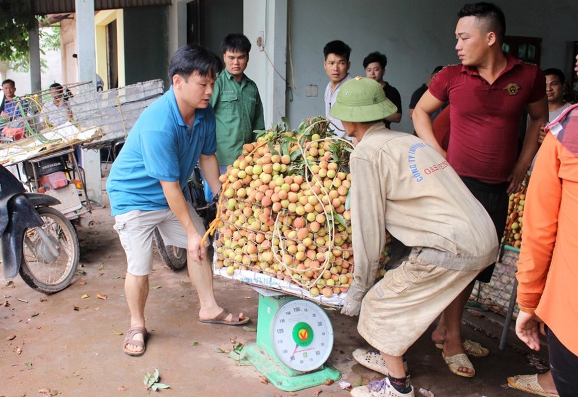 Tin vui cho nguoi nong dan: Vai Phuc Hoa dau mua cua Bac Giang duoc gia-Hinh-5