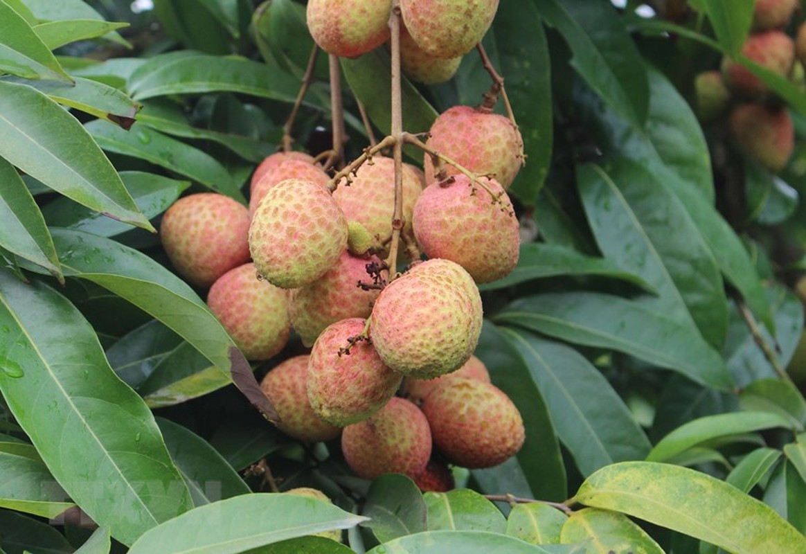 Tin vui cho nguoi nong dan: Vai Phuc Hoa dau mua cua Bac Giang duoc gia