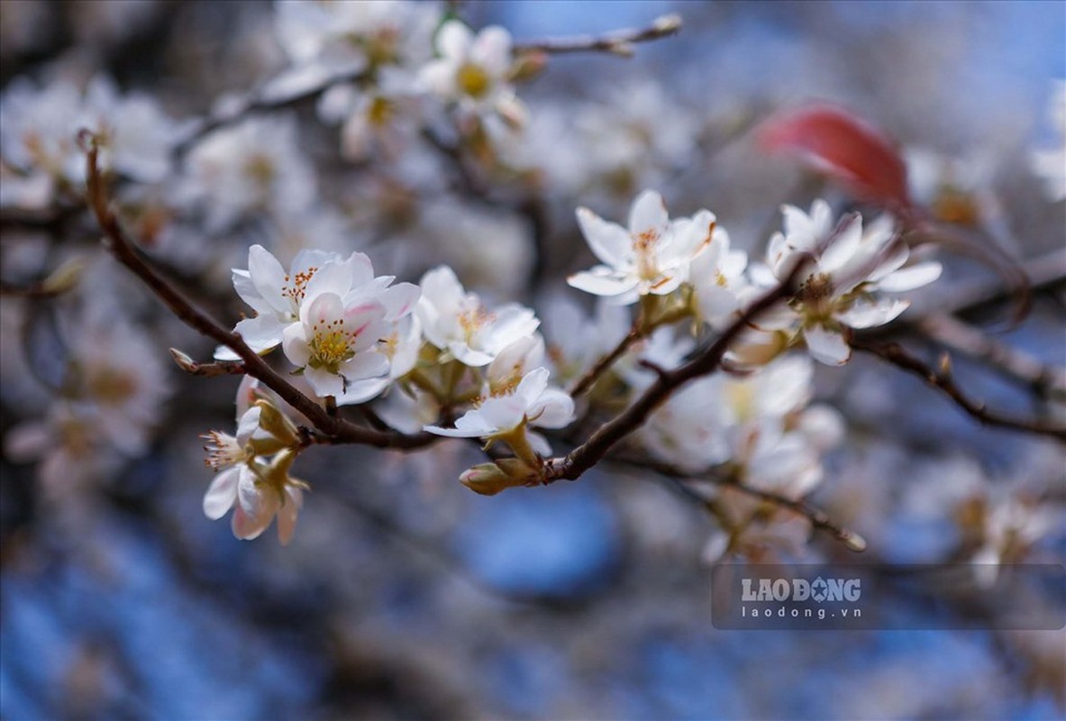 Rung Tay Bac bung sang mua hoa Son Tra-Hinh-7