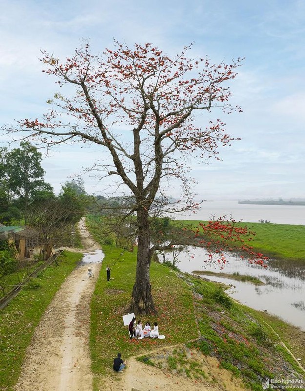 Dep ngo ngang hoa gao thang Ba o xu Nghe-Hinh-10