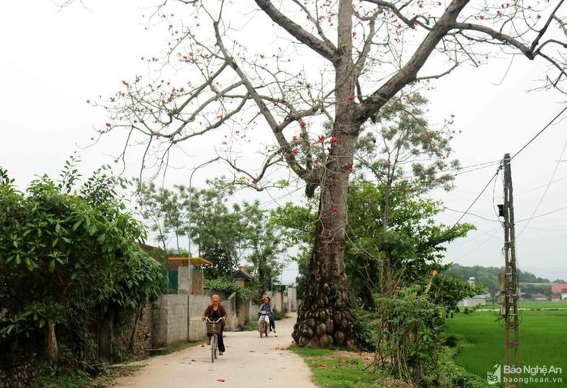 Dep ngo ngang hoa gao thang Ba o xu Nghe-Hinh-3