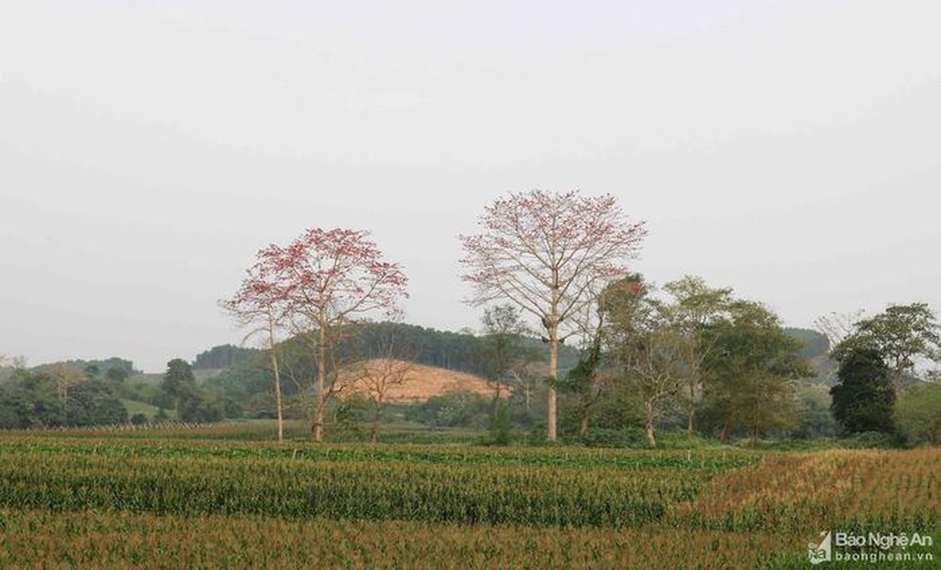 Dep ngo ngang hoa gao thang Ba o xu Nghe