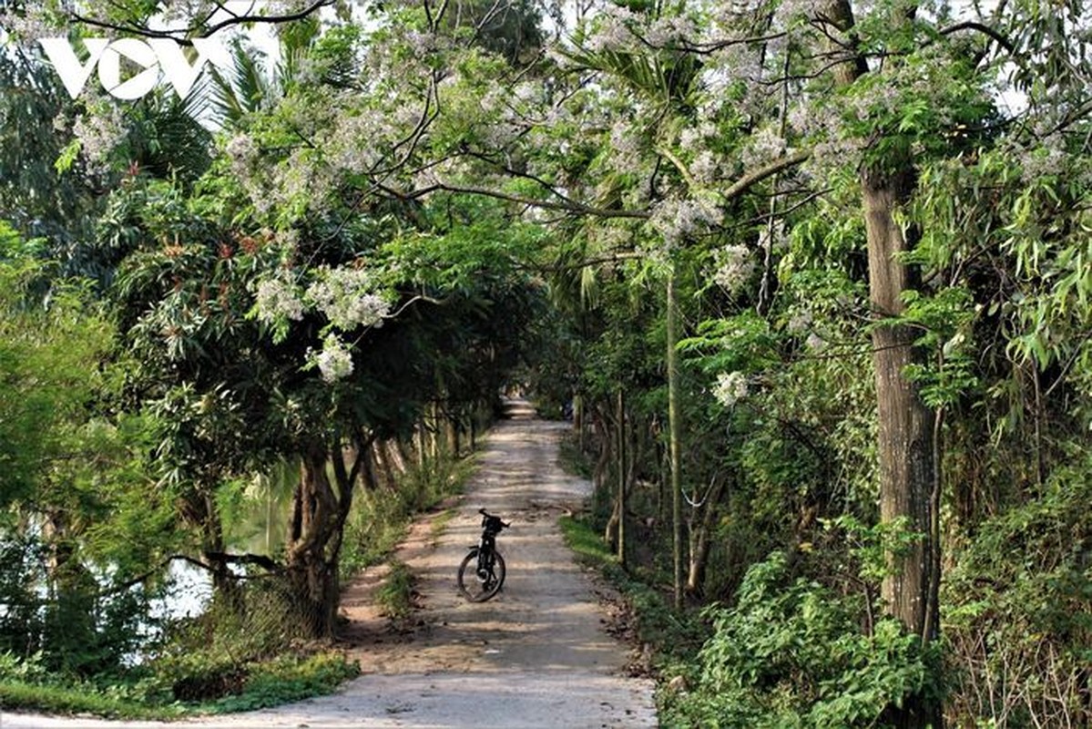 Thon thuc ngam sac tim hoa xoan o Hai Phong-Hinh-3