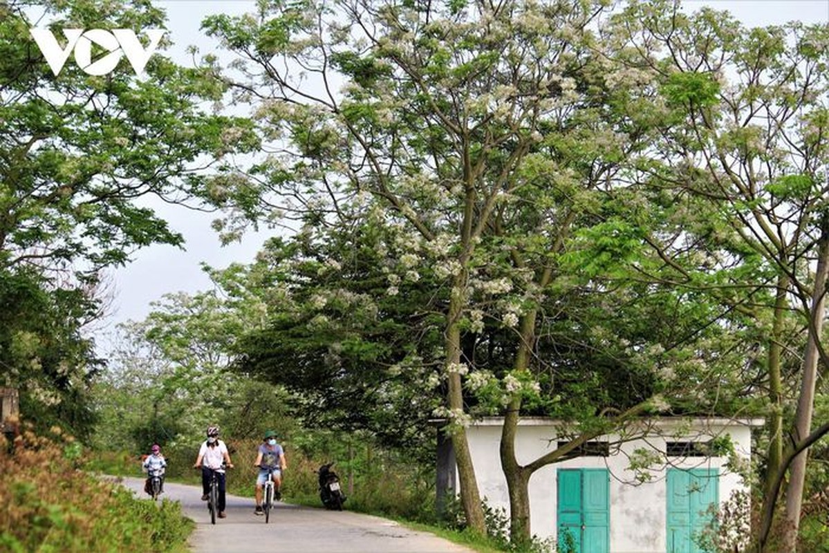 Thon thuc ngam sac tim hoa xoan o Hai Phong