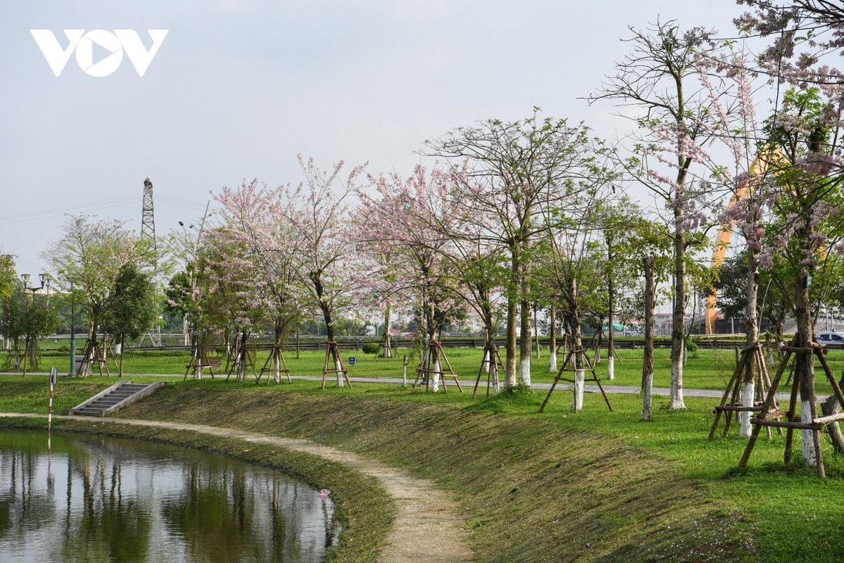 Chiem nguong hoa do mai diu dang, lan dau khoe sac tai Bac Ninh-Hinh-5