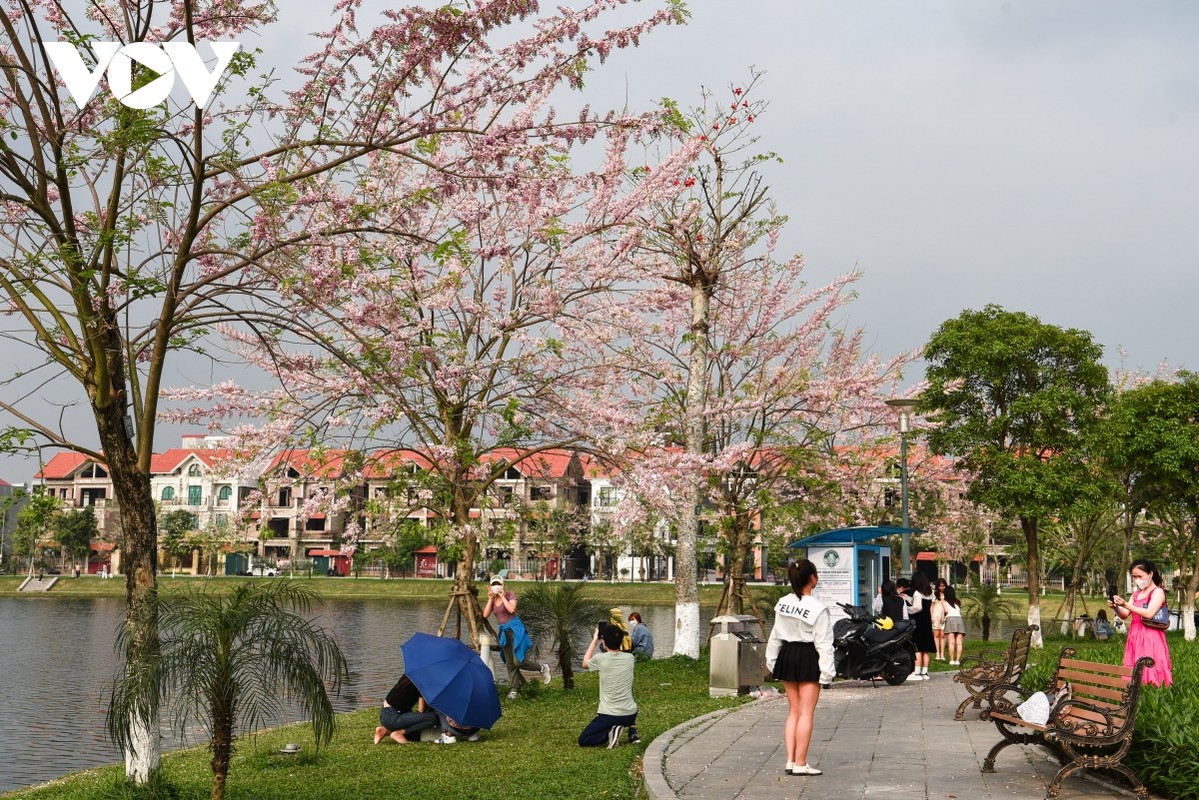 Chiem nguong hoa do mai diu dang, lan dau khoe sac tai Bac Ninh-Hinh-6