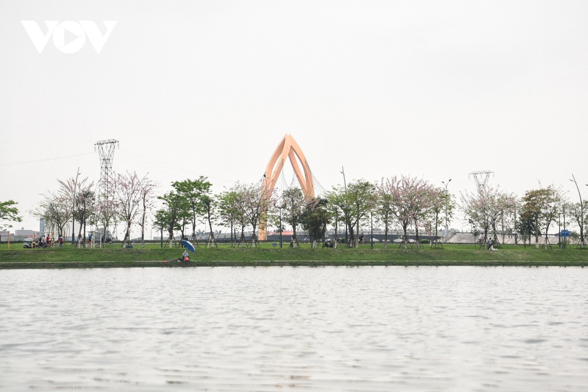 Chiem nguong hoa do mai diu dang, lan dau khoe sac tai Bac Ninh-Hinh-9