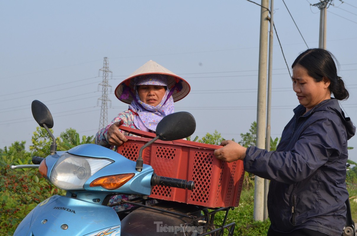 Dau tam vao vu, chin do vung ven ngoai thanh Ha Noi-Hinh-13