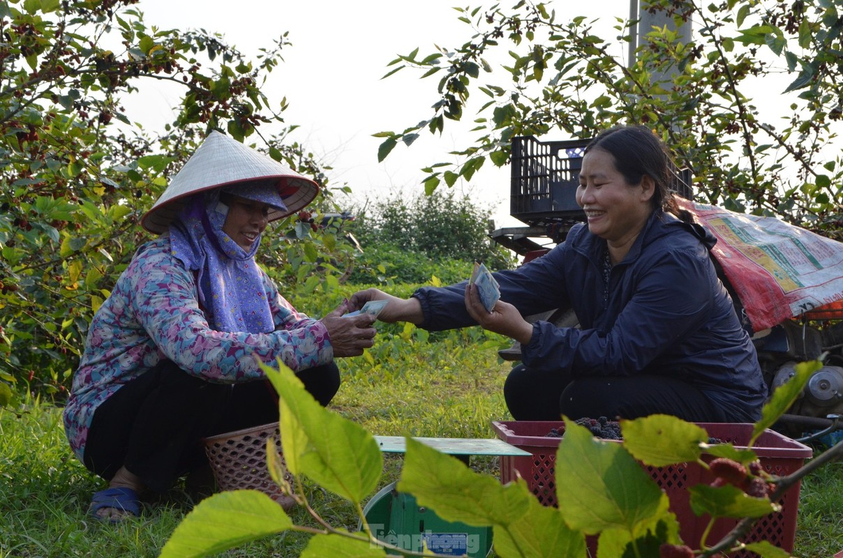 Dau tam vao vu, chin do vung ven ngoai thanh Ha Noi-Hinh-14