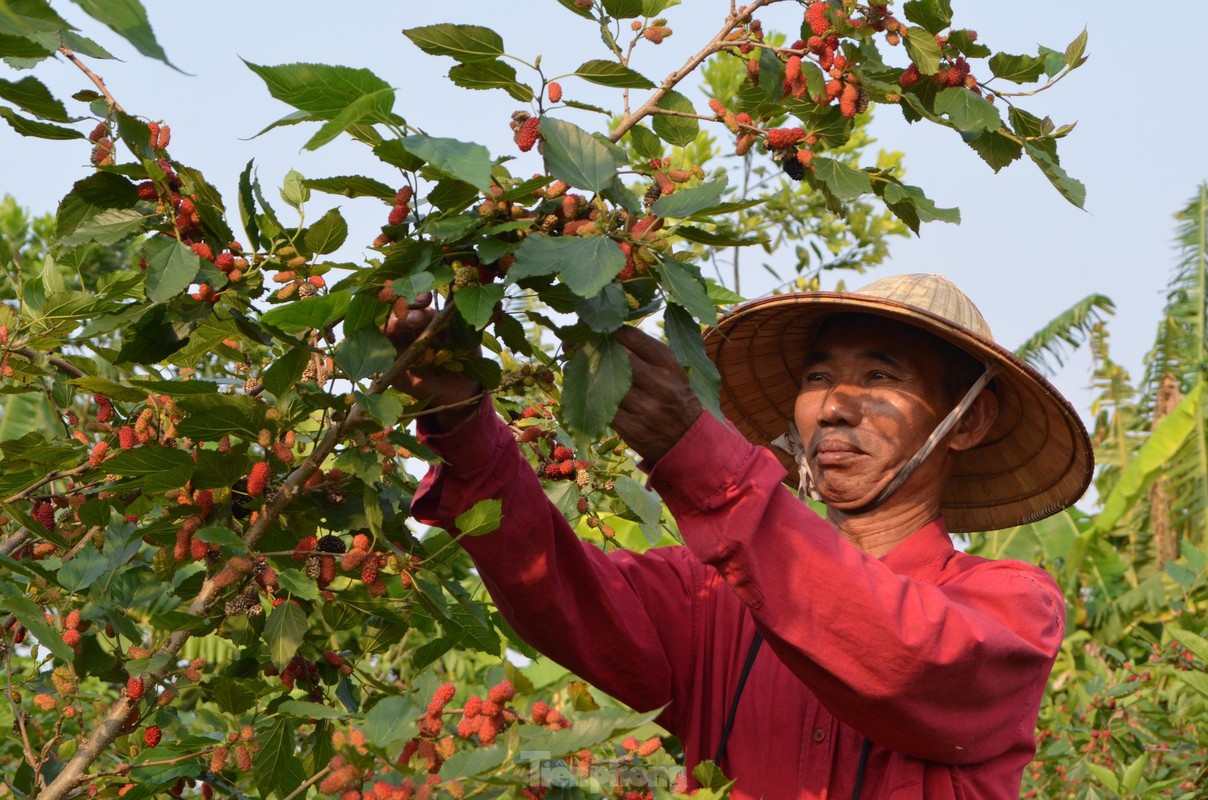 Dau tam vao vu, chin do vung ven ngoai thanh Ha Noi-Hinh-5