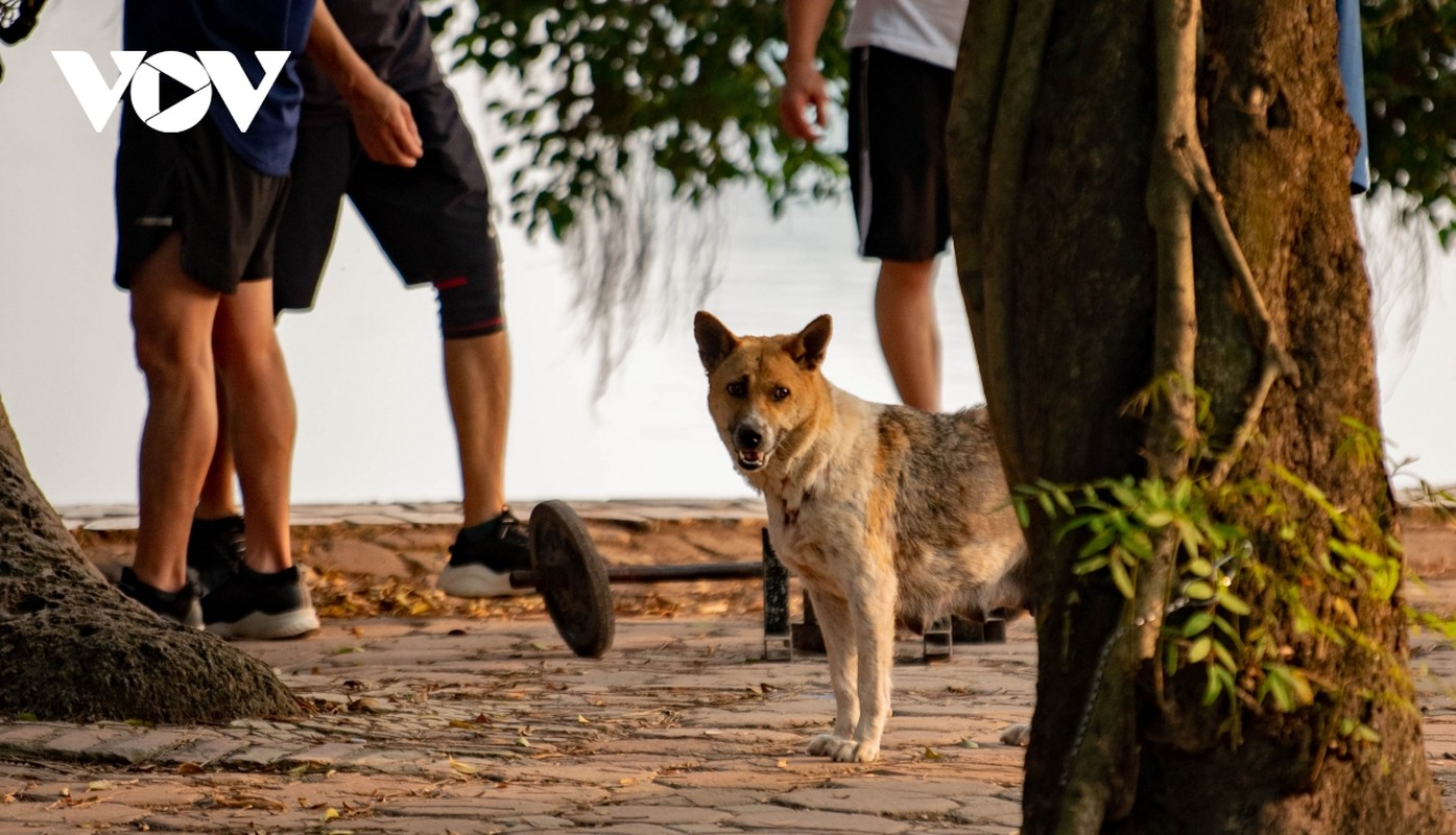 Cho tha rong, khong ro mom nhan nhan tai cac cong vien o Ha Noi-Hinh-12