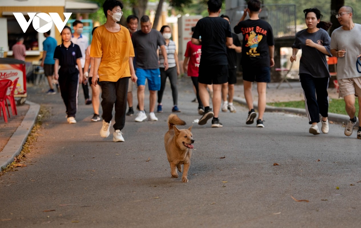 Cho tha rong, khong ro mom nhan nhan tai cac cong vien o Ha Noi-Hinh-15