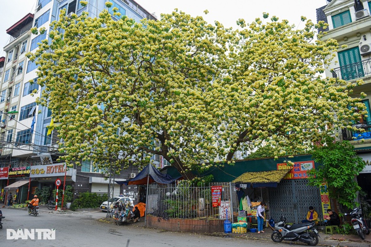 Chiem nguong cay hoa bun co thu duoc coi la “bau vat” giua long Ha Noi