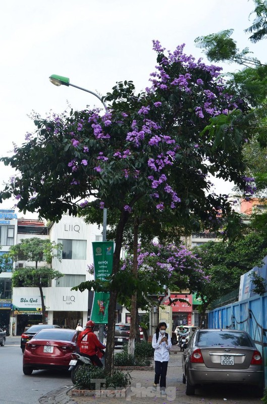 Hoa bang lang 'nhuom tim' duong pho Ha Noi-Hinh-5