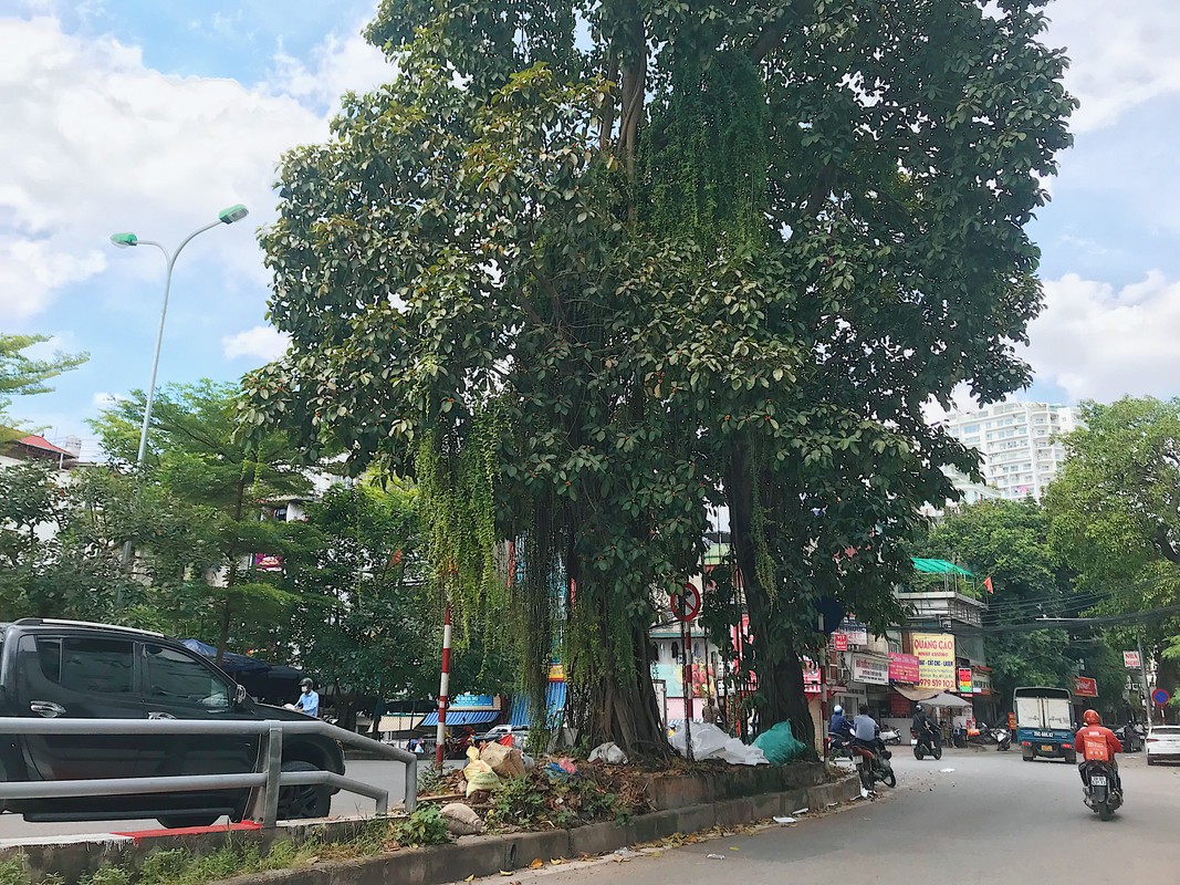 Doc dao nhung cay co thu khung, ky di tren duong pho Ha Noi-Hinh-10