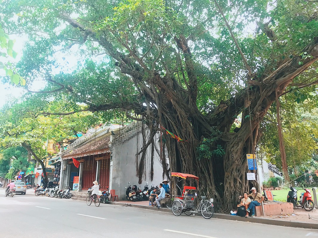 Doc dao nhung cay co thu khung, ky di tren duong pho Ha Noi-Hinh-17