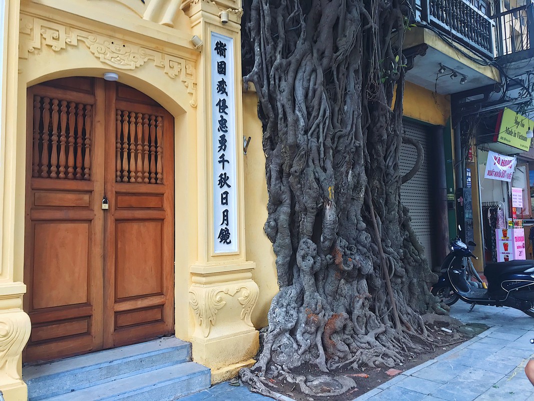 Doc dao nhung cay co thu khung, ky di tren duong pho Ha Noi-Hinh-6