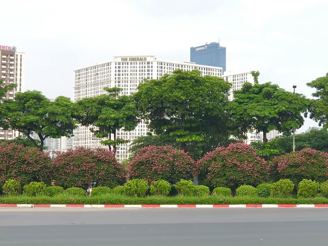 Check-in ngay mua hoa tuong vi ruc ro khap Ha Noi-Hinh-18