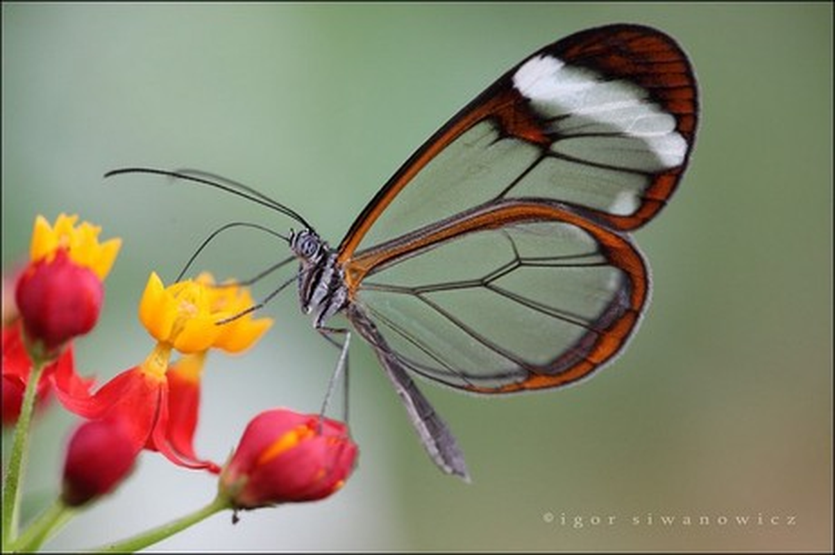 6 loai dong vat dep nhat hanh tinh, cang ngam cang me man-Hinh-10