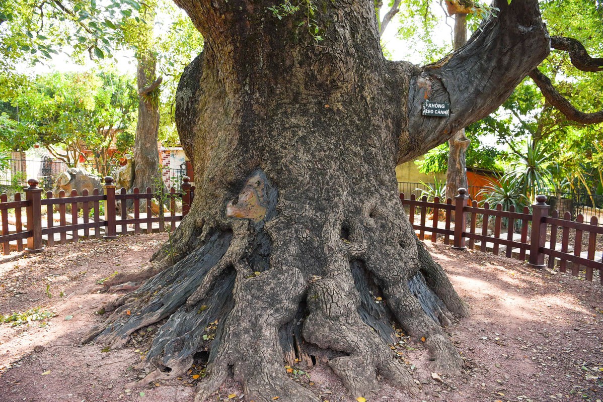 Can canh cay da huong nghin tuoi quy hiem nhat the gioi tai Bac Giang-Hinh-4