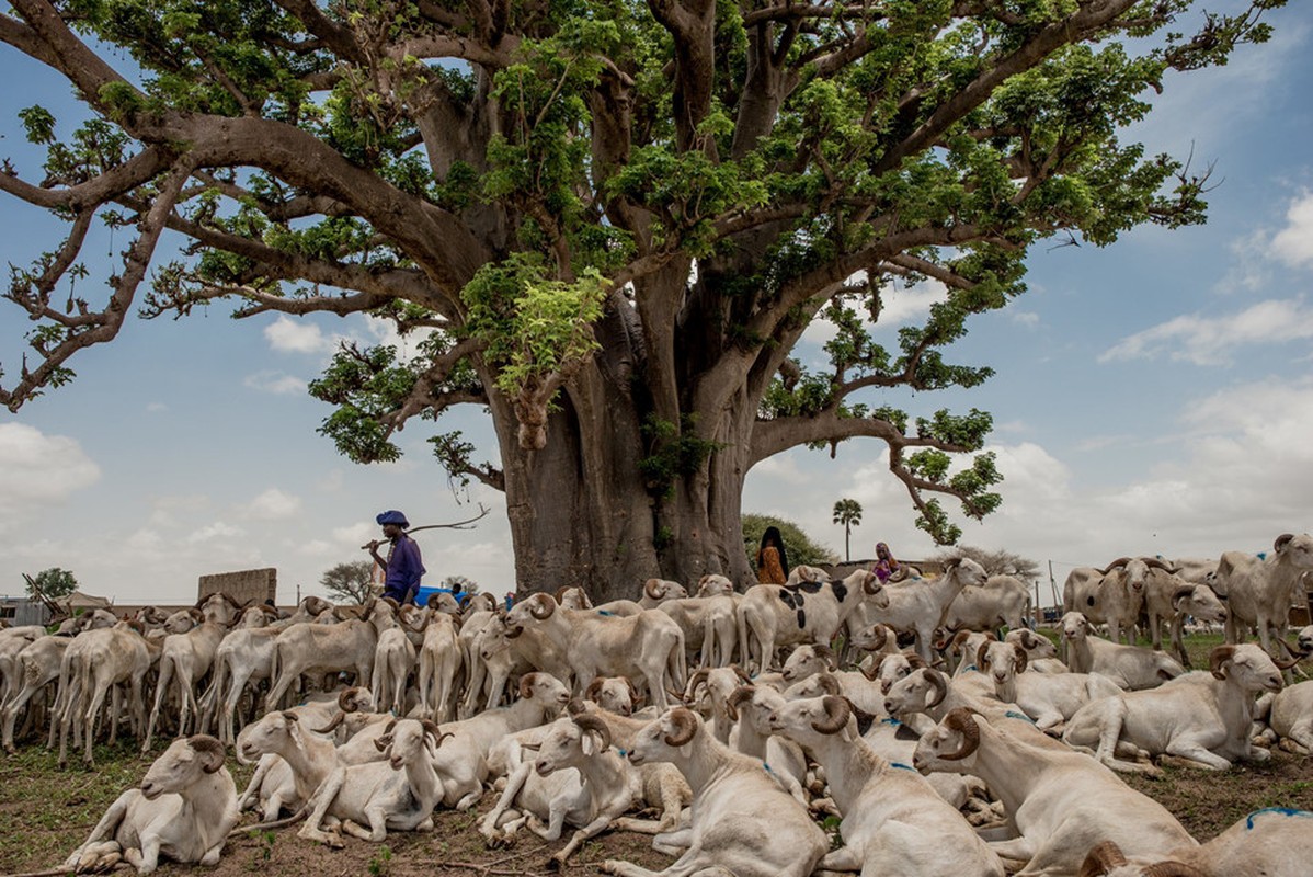 Cay thieng tram nam cua Senegal chet dan trong thoi hien dai-Hinh-11