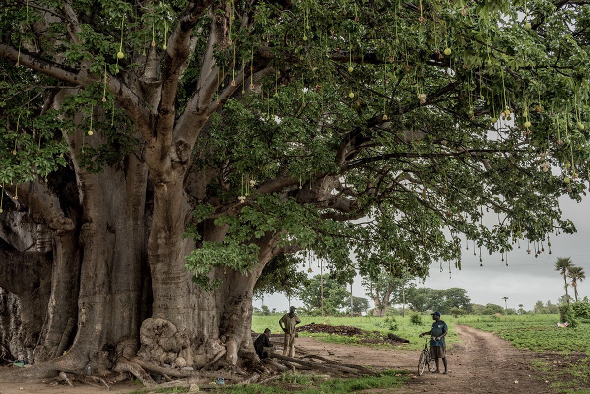 Cay thieng tram nam cua Senegal chet dan trong thoi hien dai-Hinh-2