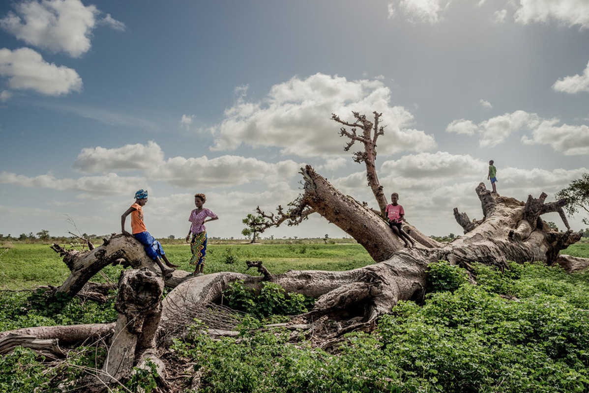 Cay thieng tram nam cua Senegal chet dan trong thoi hien dai-Hinh-4