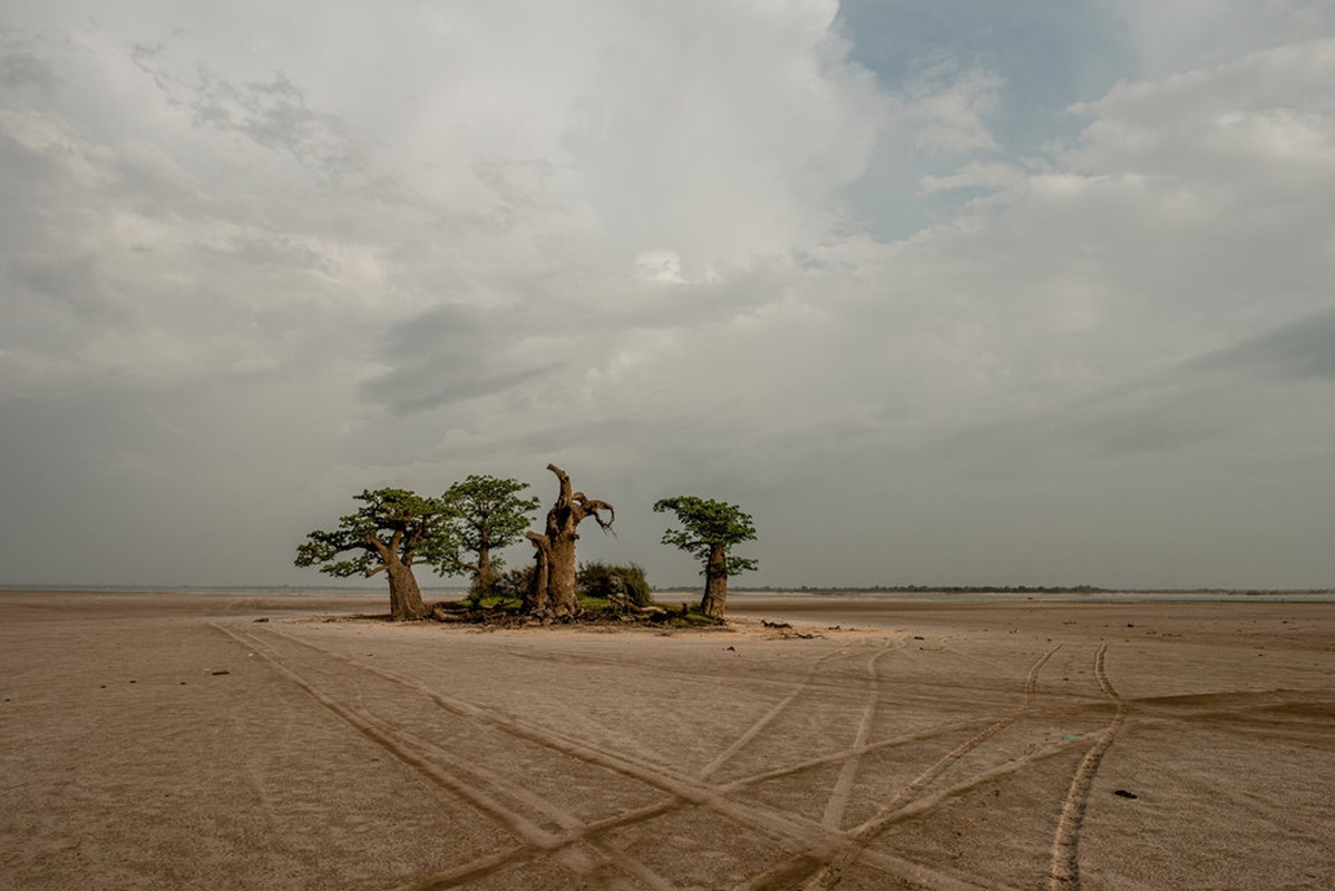 Cay thieng tram nam cua Senegal chet dan trong thoi hien dai-Hinh-5