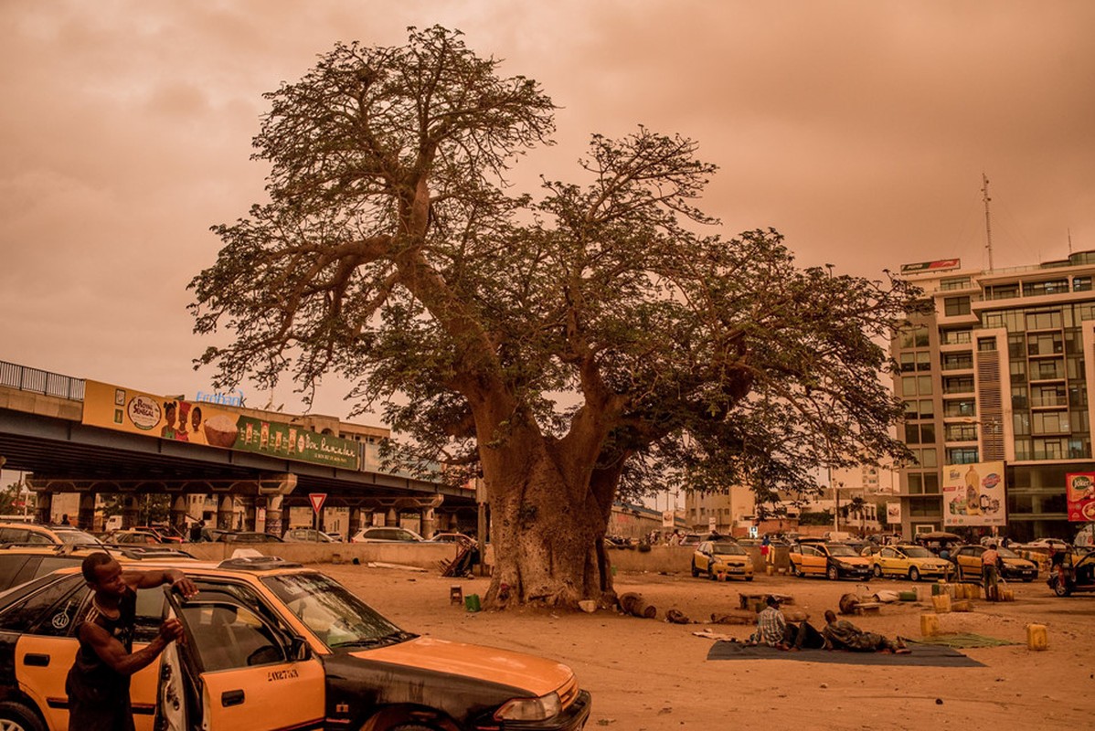 Cay thieng tram nam cua Senegal chet dan trong thoi hien dai-Hinh-6