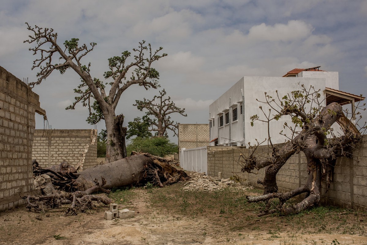 Cay thieng tram nam cua Senegal chet dan trong thoi hien dai-Hinh-7