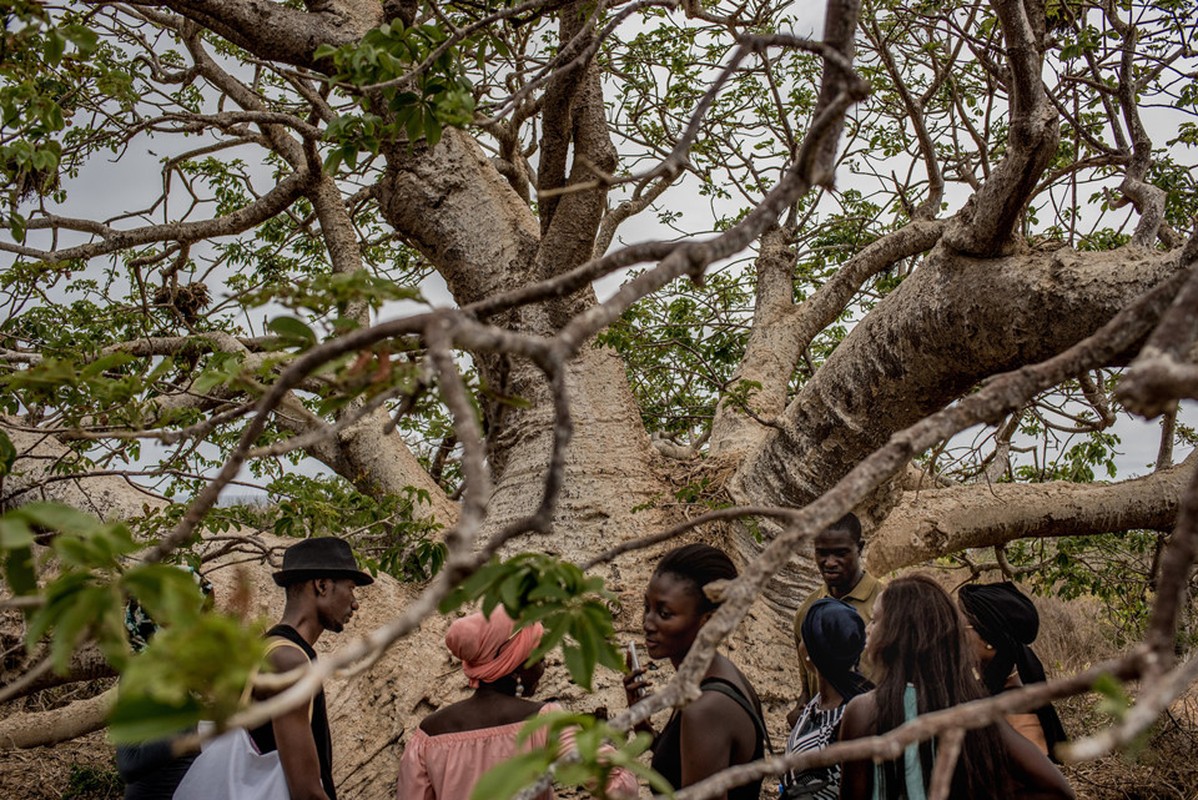 Cay thieng tram nam cua Senegal chet dan trong thoi hien dai-Hinh-9