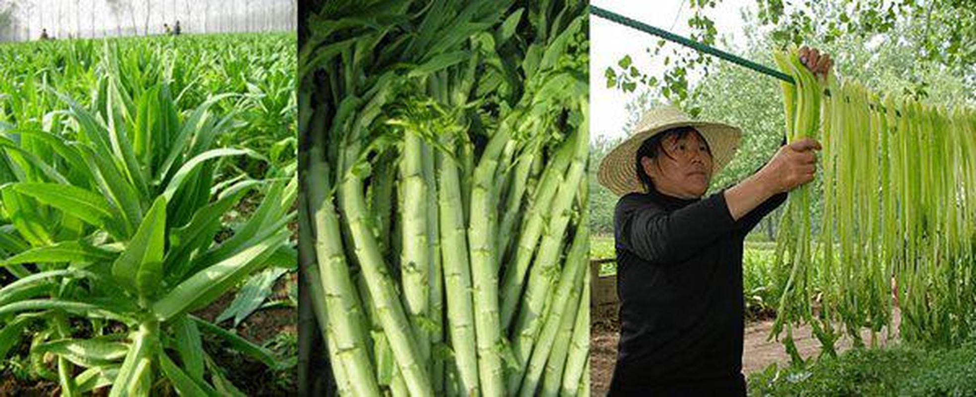 Ky la: Loai rau dac san tung de tien Vua bay gio chi de cho lon an-Hinh-7