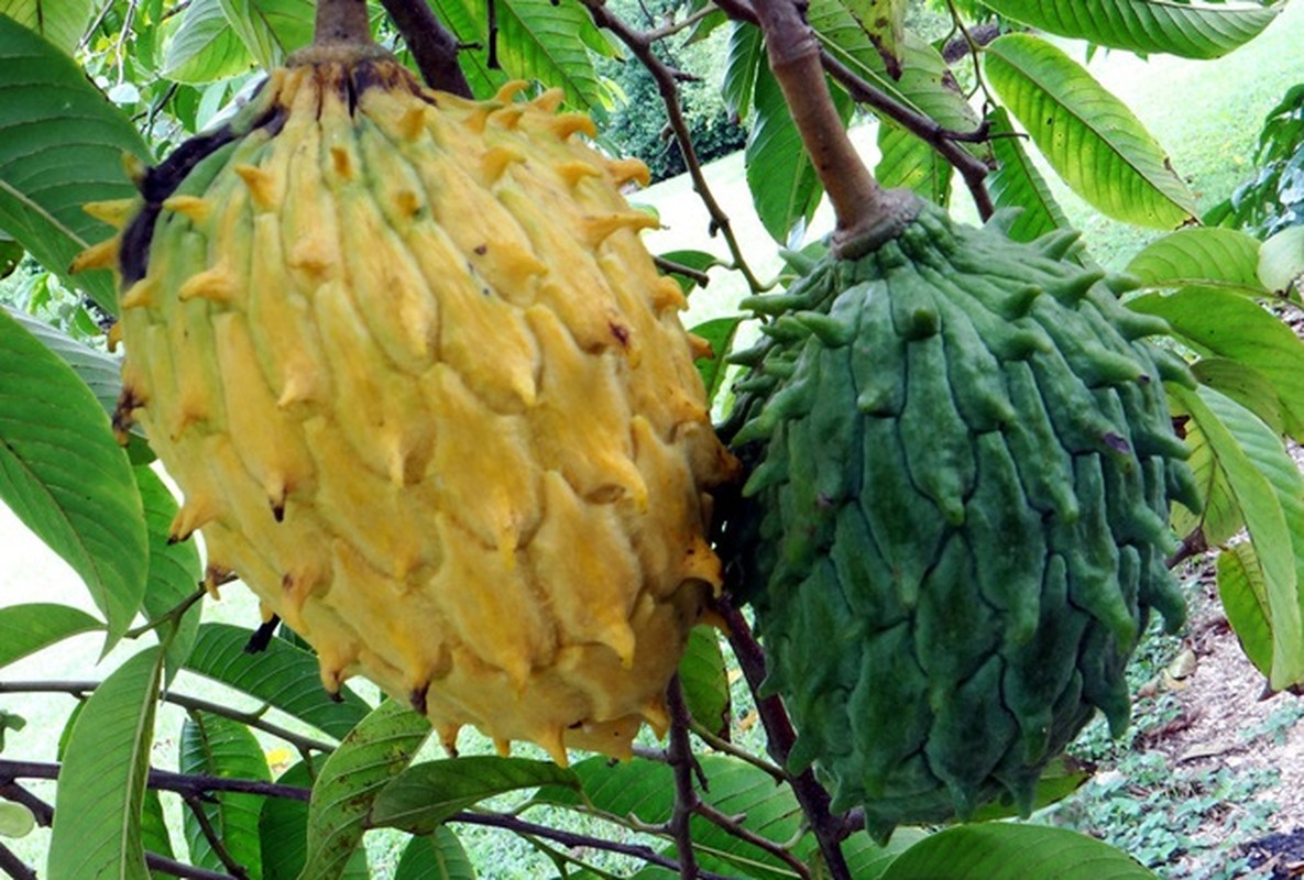 Qua xau xi chang ai nghi la “mo tien”, gia ban vai tram nghin/kg-Hinh-8