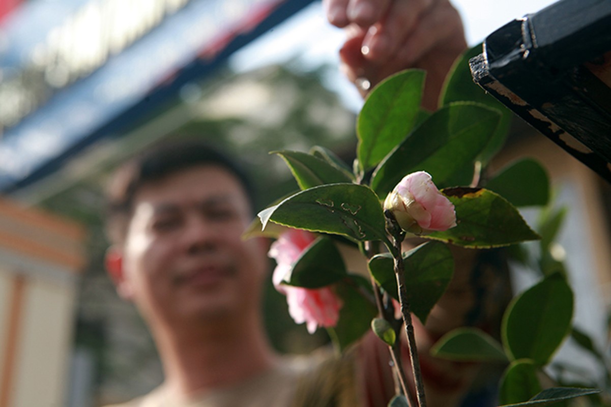 Cay hong tra doc nhat vo nhi o Ha Noi duoc rao ban voi gia “re giat minh”-Hinh-7