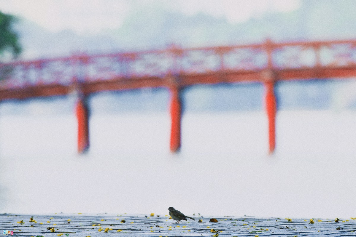 Ha Noi tinh lang nhung ngay gian cach-Hinh-11