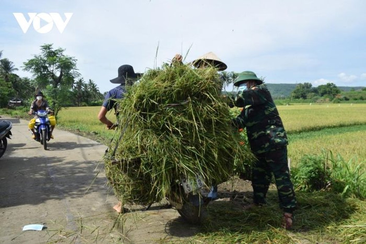 Bo doi gat lua giup nguoi dan vung gian cach theo Chi thi 16-Hinh-4