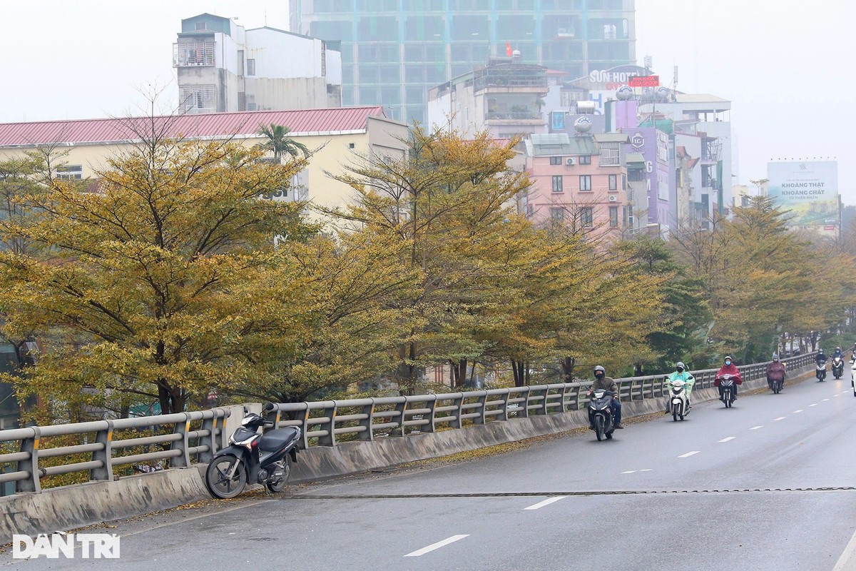 Dep ngo ngang nhung hang cay bang la nho nhuom vang duong pho Ha Noi-Hinh-13