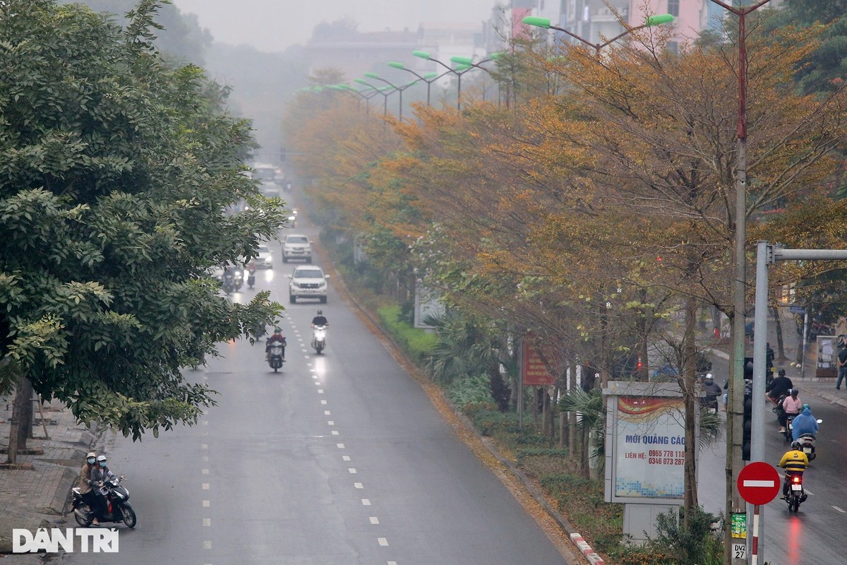 Dep ngo ngang nhung hang cay bang la nho nhuom vang duong pho Ha Noi-Hinh-6