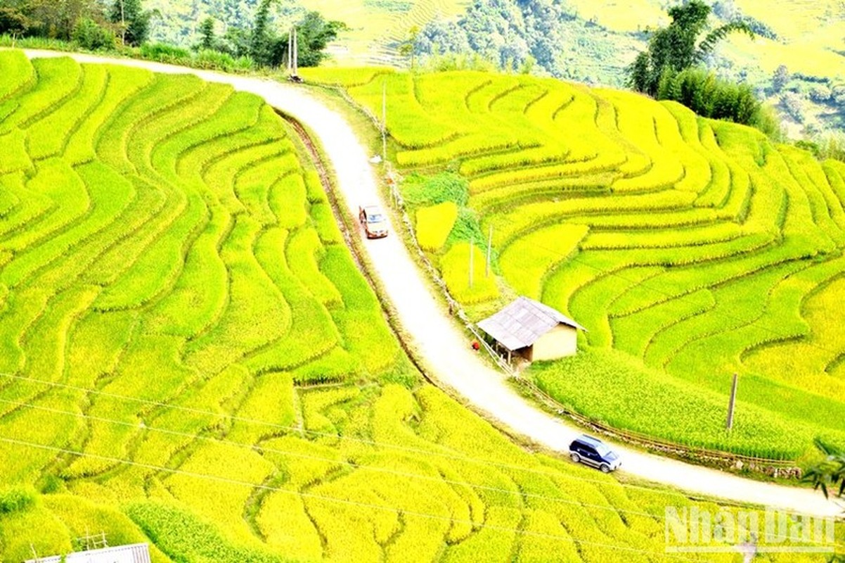 “Mua vang” noi con song Hong chay vao dat Viet-Hinh-10