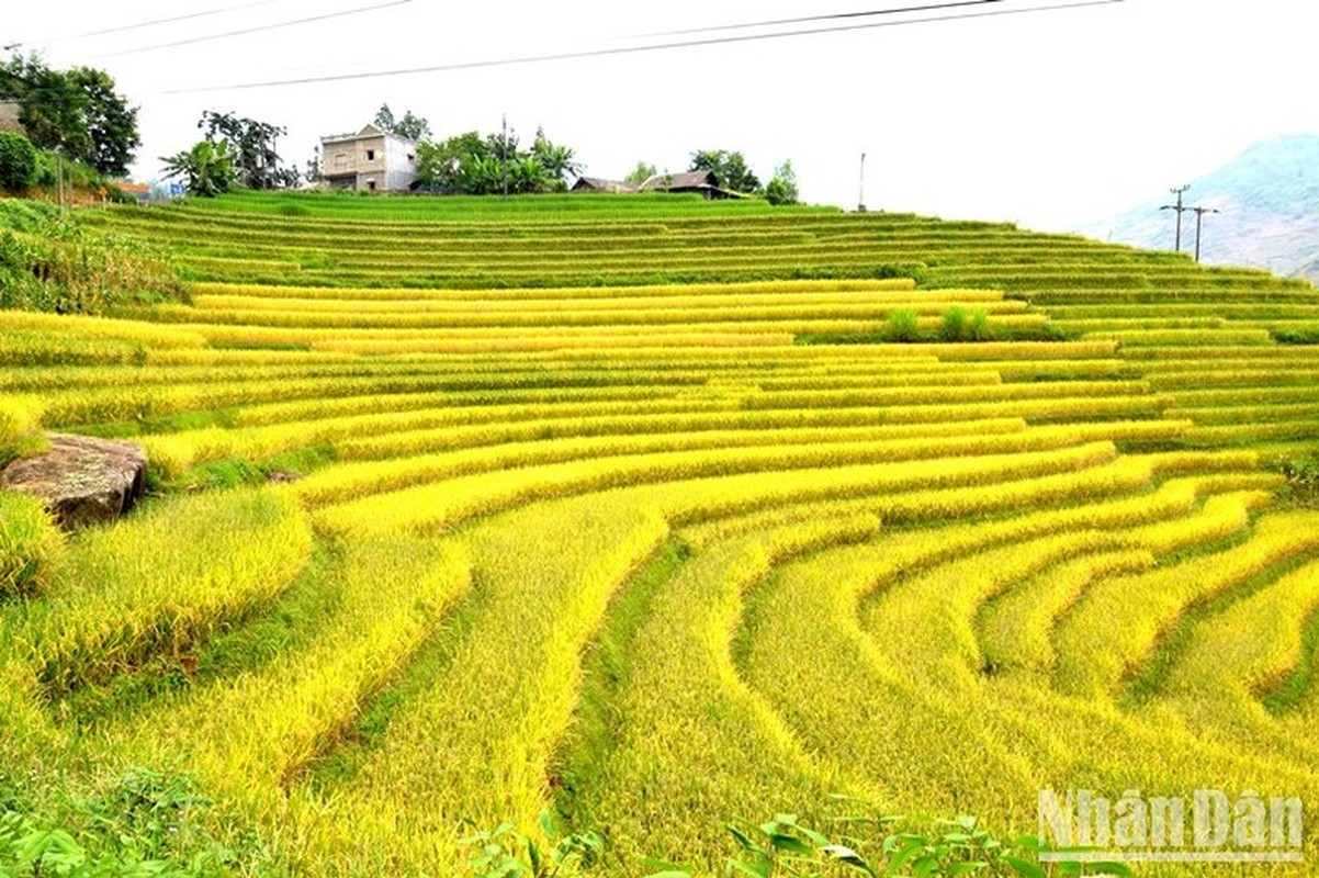 “Mua vang” noi con song Hong chay vao dat Viet-Hinh-12