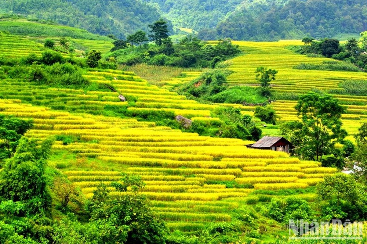 “Mua vang” noi con song Hong chay vao dat Viet-Hinh-2