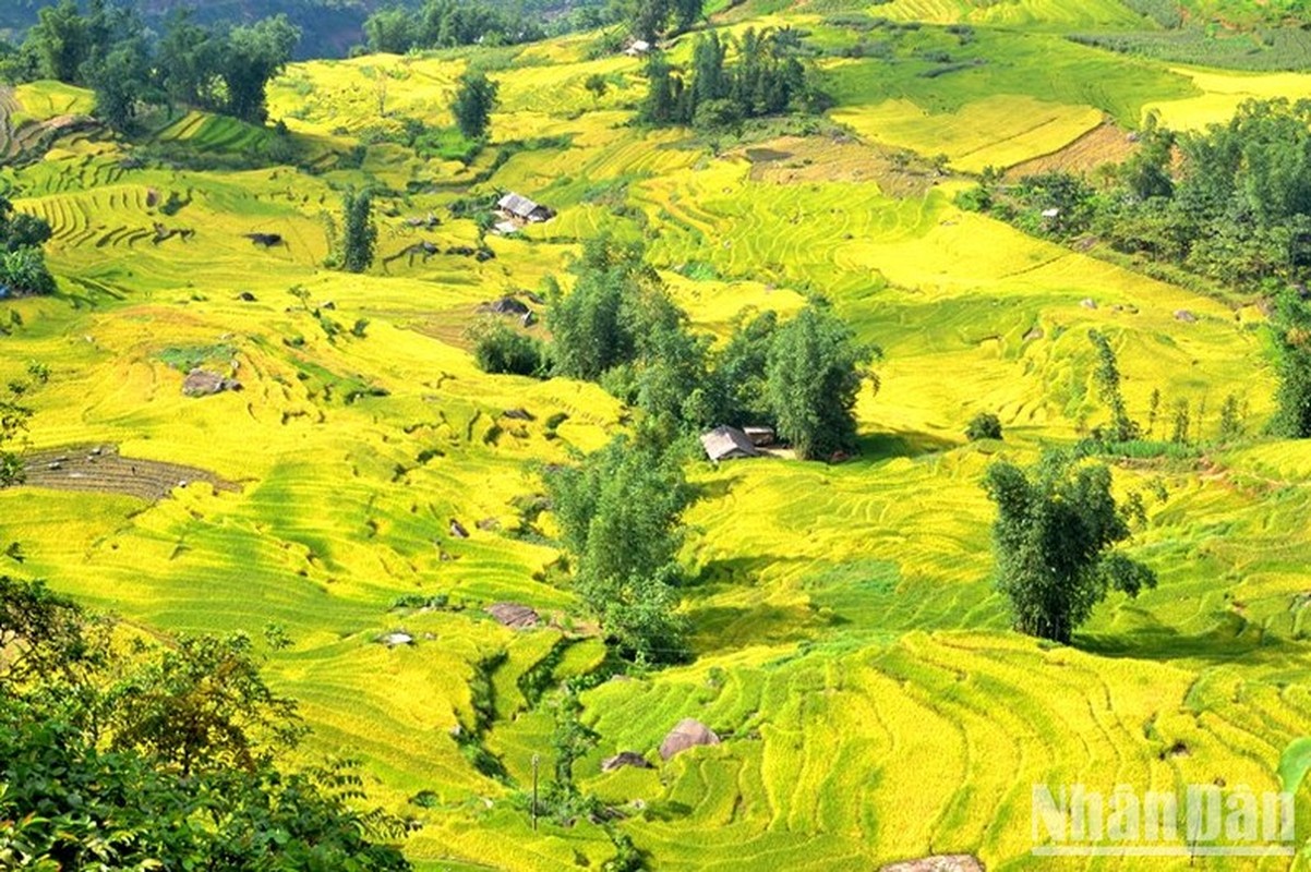 “Mua vang” noi con song Hong chay vao dat Viet-Hinh-3