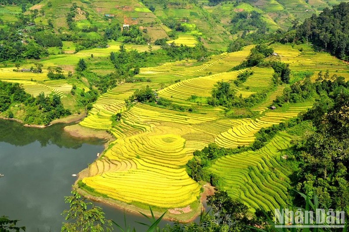 “Mua vang” noi con song Hong chay vao dat Viet-Hinh-4